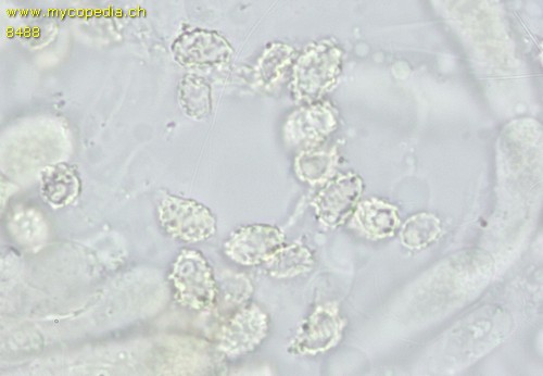 Tricholomella constricta - 