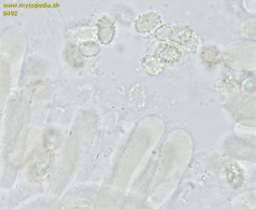 Tricholomella constricta - 