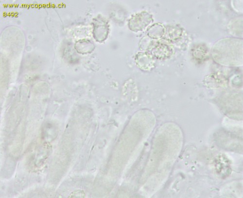 Tricholomella constricta - 