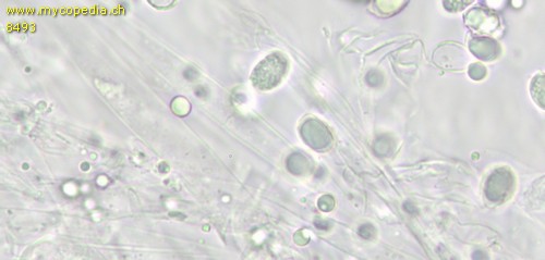Tricholomella constricta - HDS - 