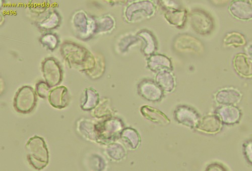 Tricholomella constricta - Sporen - Melzers  - 