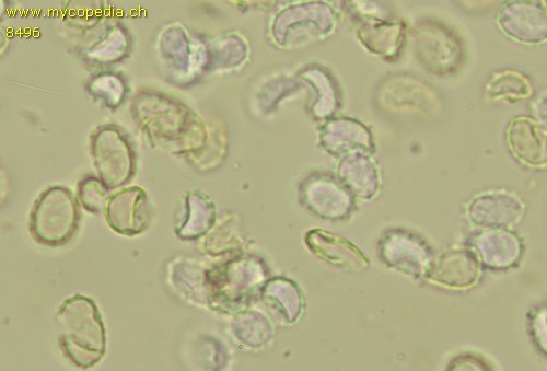 Tricholomella constricta - Sporen - Melzers  - 