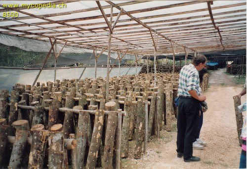 Lentinula edodes - 