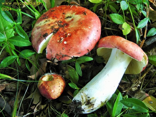 Russula rubroalba - 