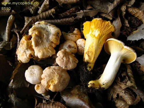 Cantharellus subpruinosus - 