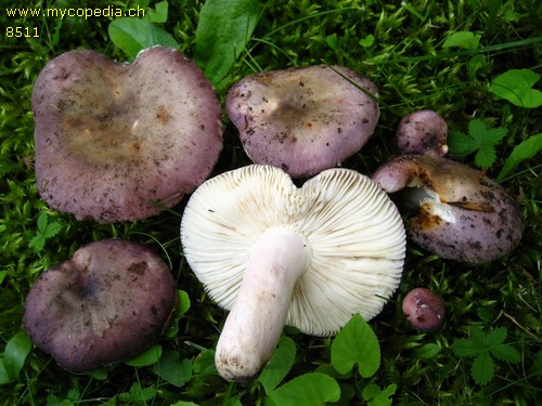 Russula ionochlora - 