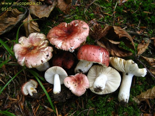 Russula puellula - 