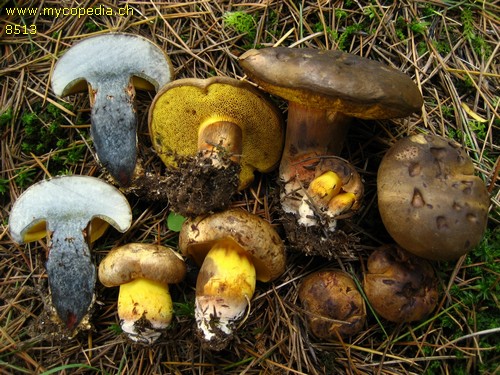 Cyanoboletus pulverulentus - 