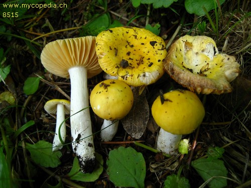 Russula vitellina - 