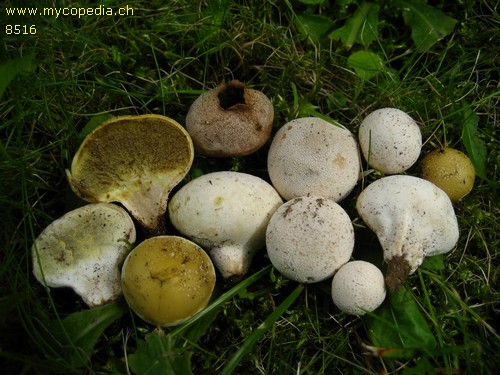 Lycoperdon pratense - 