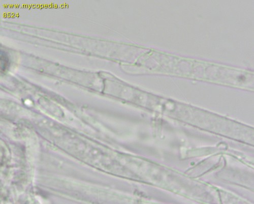 Pholiotina arrhenii - Stielhyphen - 