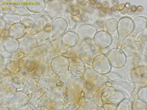 Pholiotina arrhenii - HDS - 