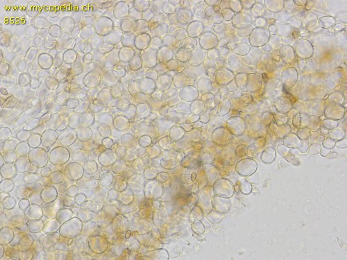 Pholiotina arrhenii - HDS - 