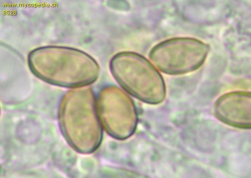 Pholiotina arrhenii - Sporen mit Keimporus - 