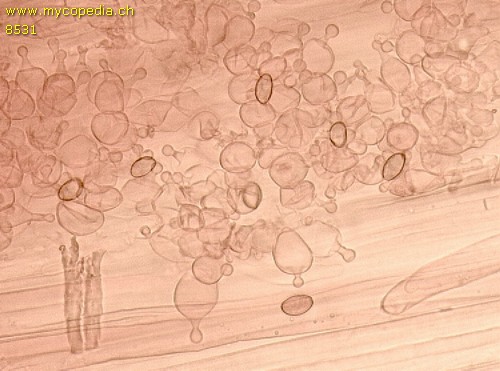 Conocybe - Zystiden - 