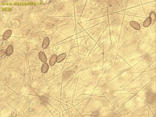 Conocybe - 