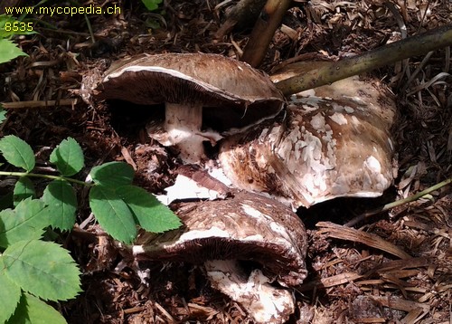 Agaricus bisporus - 