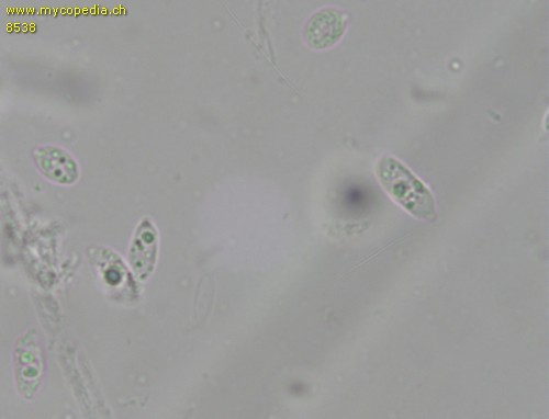 Typhula phacorrhiza - Sporen - 