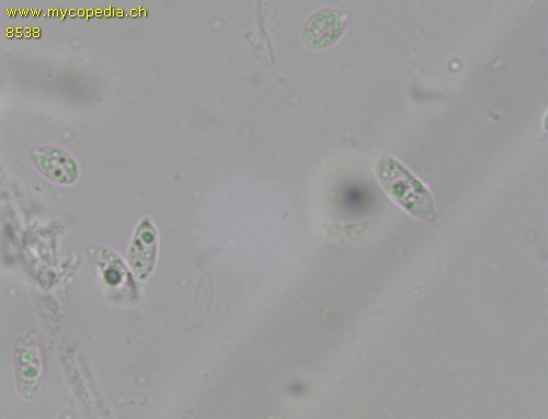 Macrotyphula phacorrhiza - Spore/n - 
