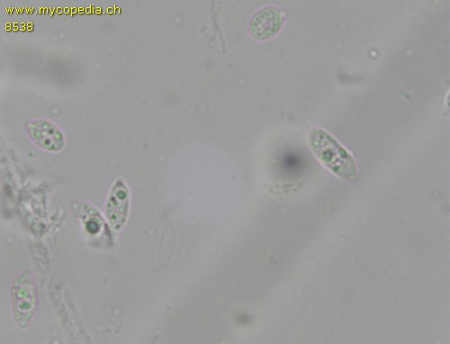 Macrotyphula phacorrhiza - Sporen - 