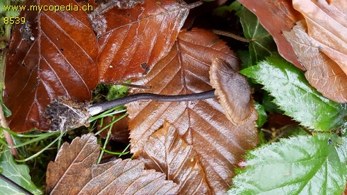 Entoloma tjallingiorum - 