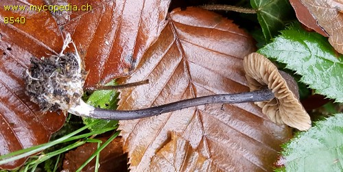 Entoloma tjallingiorum - 