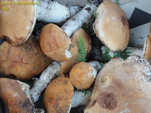 Leccinum rufum - 