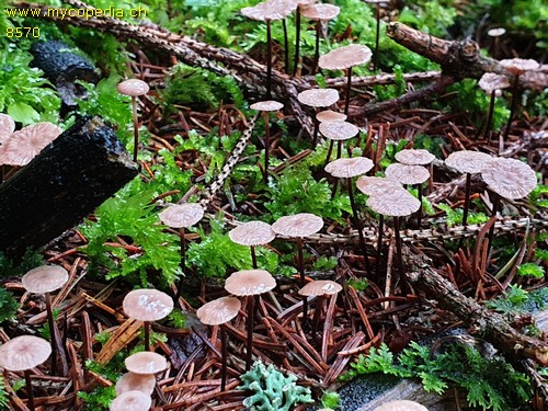 Marasmius wettsteinii - 