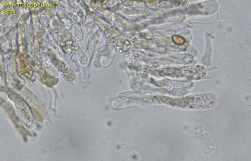 Inosperma cervicolor - Basidien - 