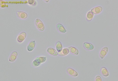 Clitocybe nebularis - Sporen - 