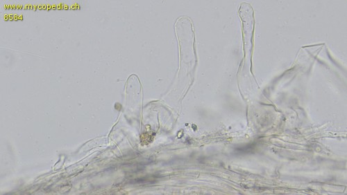 Coprinellus disseminatus - Pileozystiden - 