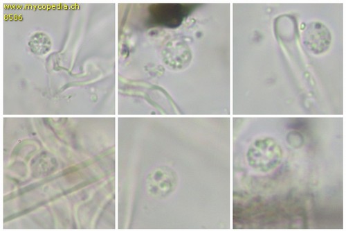 Heterobasidion annosum - Sporen - 