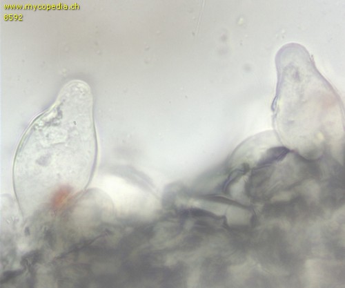 Coprinopsis melanthina - Cheilozystiden - 