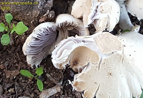 Coprinopsis melanthina - 