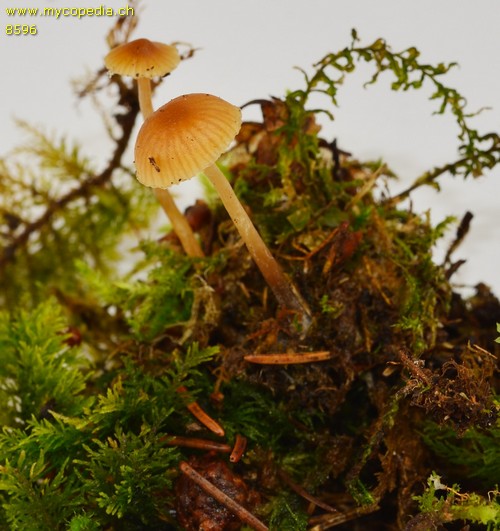 Galerina graminea - 