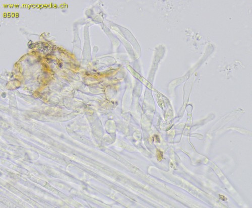 Galerina graminea - Kaulozystiden - 