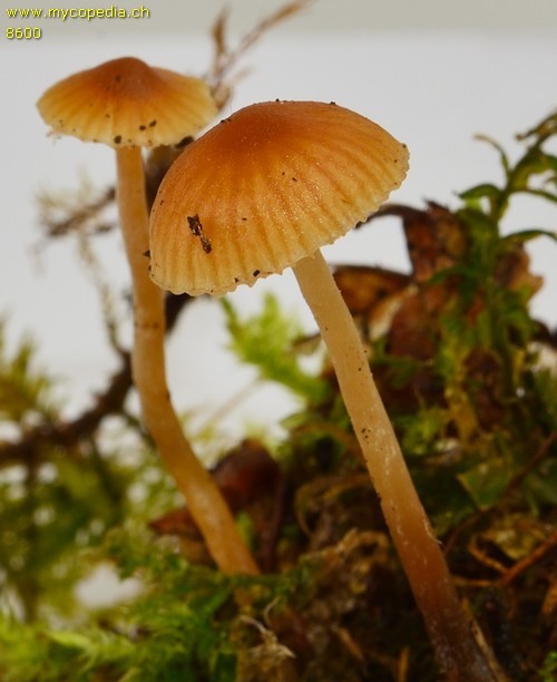 Galerina graminea - 