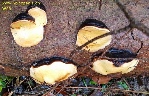 Fomitopsis pinicola - 