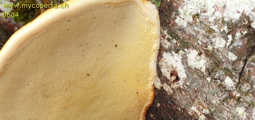 Fomitopsis pinicola - Röhren - 