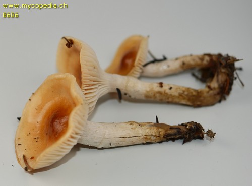 Hygrophorus discoideus - 