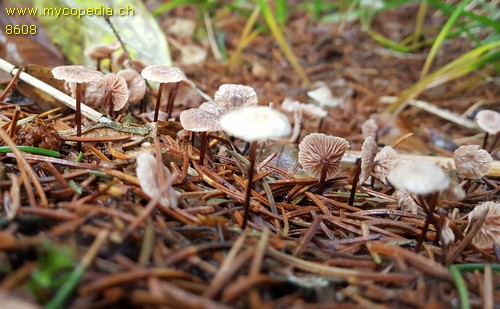 Marasmius wettsteinii - 