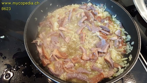 Rtelritterlinge - 