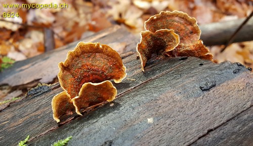 Trametes - 