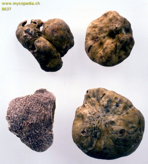 Choiromyces meandriformis - 