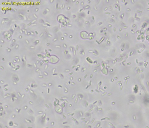 Mollisia cinerea - Chlamydosporen - 