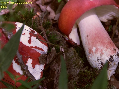 Russula rosea - 