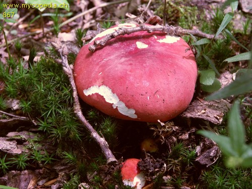 Russula rosea - 