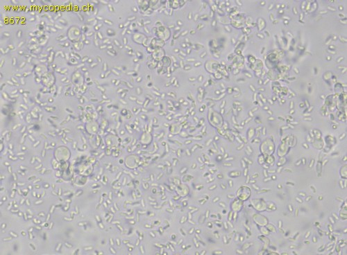 Exidia recisa - Hypobasidien - 