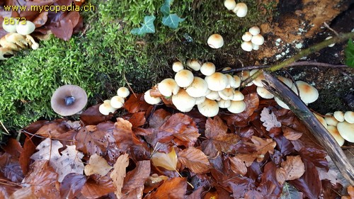 Hypholoma fasciculare - 