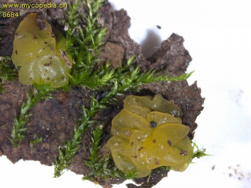 Dacrymyces stillatus - 